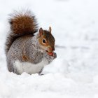 Bushy-tailed squirrel in snow eating nut with grey and brown fur on white backdrop