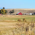 Rustic village watercolor: red-roofed houses, golden fields, clear sky.