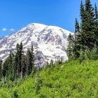 Colorful Watercolor Landscape: Snow-Capped Mountain, Coniferous Trees, Wildflowers, Blue