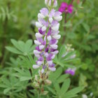 Purple Lupine Flower Spike with Softly Blurred Floral Background