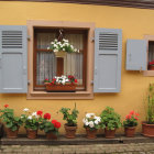 Blue-shuttered window with flowers on textured wall at golden hour