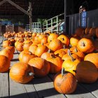 Rustic pumpkin patch on wooden planks near quaint shed