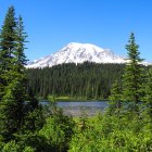 Scenic winter mountain landscape with forest, lake, and bird