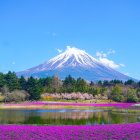 Scenic watercolor artwork of Mount Fuji with pink flowers, lake, and houses