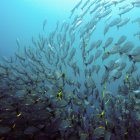 Yellow and White Fish Swimming Above Coral Reef in Blue Ocean Water