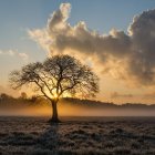 Vibrant Watercolor Landscape: Tree at Sunset