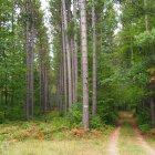 Serene forest landscape with tall trees, lush greenery, winding trail, and dappled sunlight