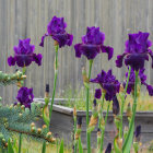 Lush garden with vibrant purple flowers and wooden fence