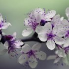 Purple and White Flowers Digital Painting with Soft-focus Greenery