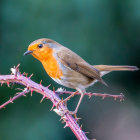 Colorful robin on pink thorny branch with green backdrop