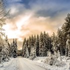 Snow-covered winter landscape with leafless trees and warm sky.