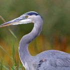 Blue heron in reeds with sharp eye and pointed beak amid greenery