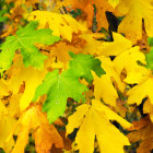 Detailed Close-Up of Autumn Maple Leaves in Vibrant Yellow and Green