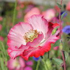 Colorful painting of person with giant pink flowers under soft backdrop