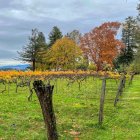 Weathered rustic fence in vibrant field with autumn trees and grunge texture.