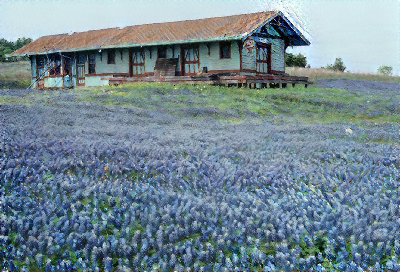 The Height of Texas Bluebonnets Season