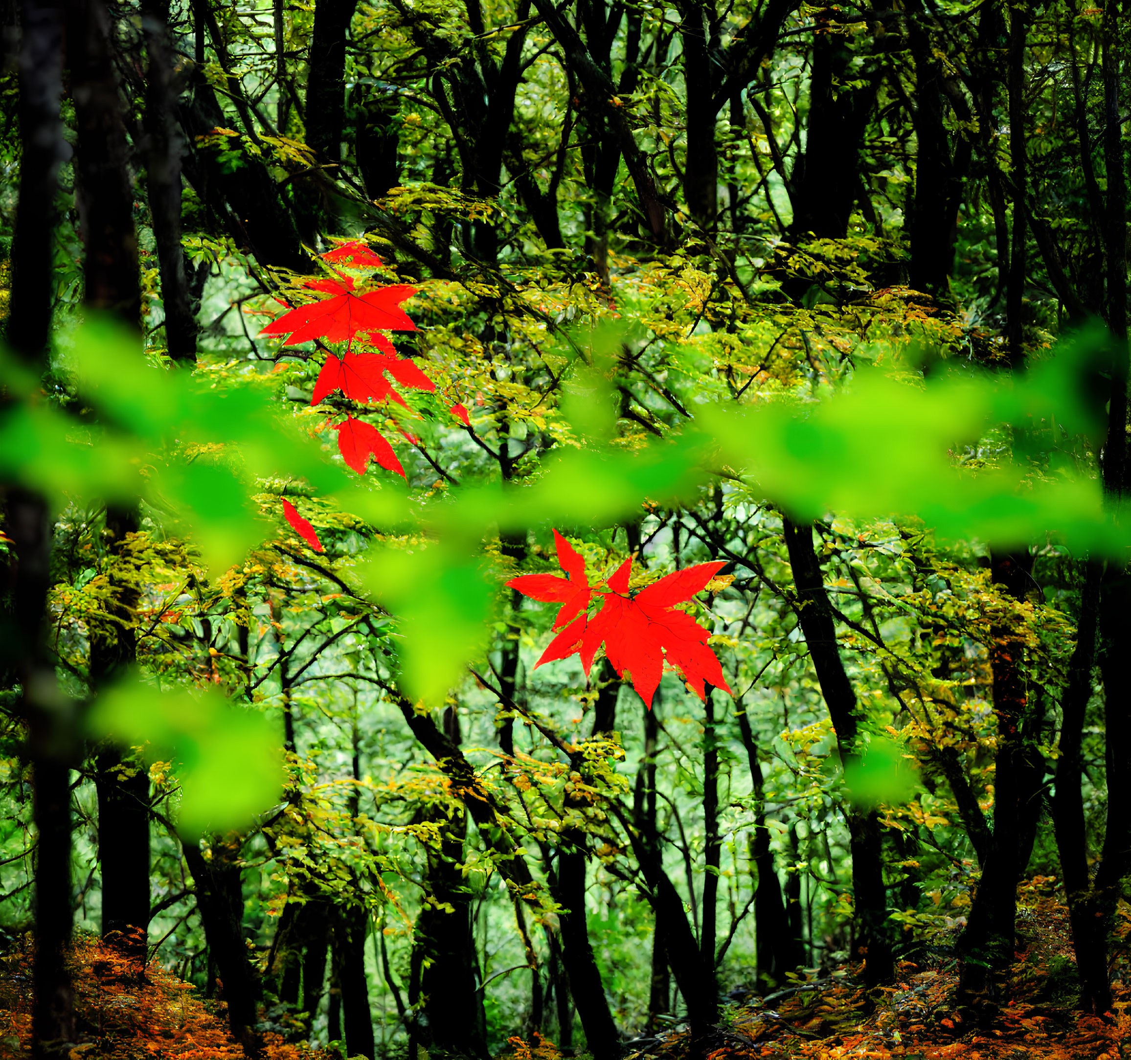 Red leaves contrast with green woodland in autumn scene