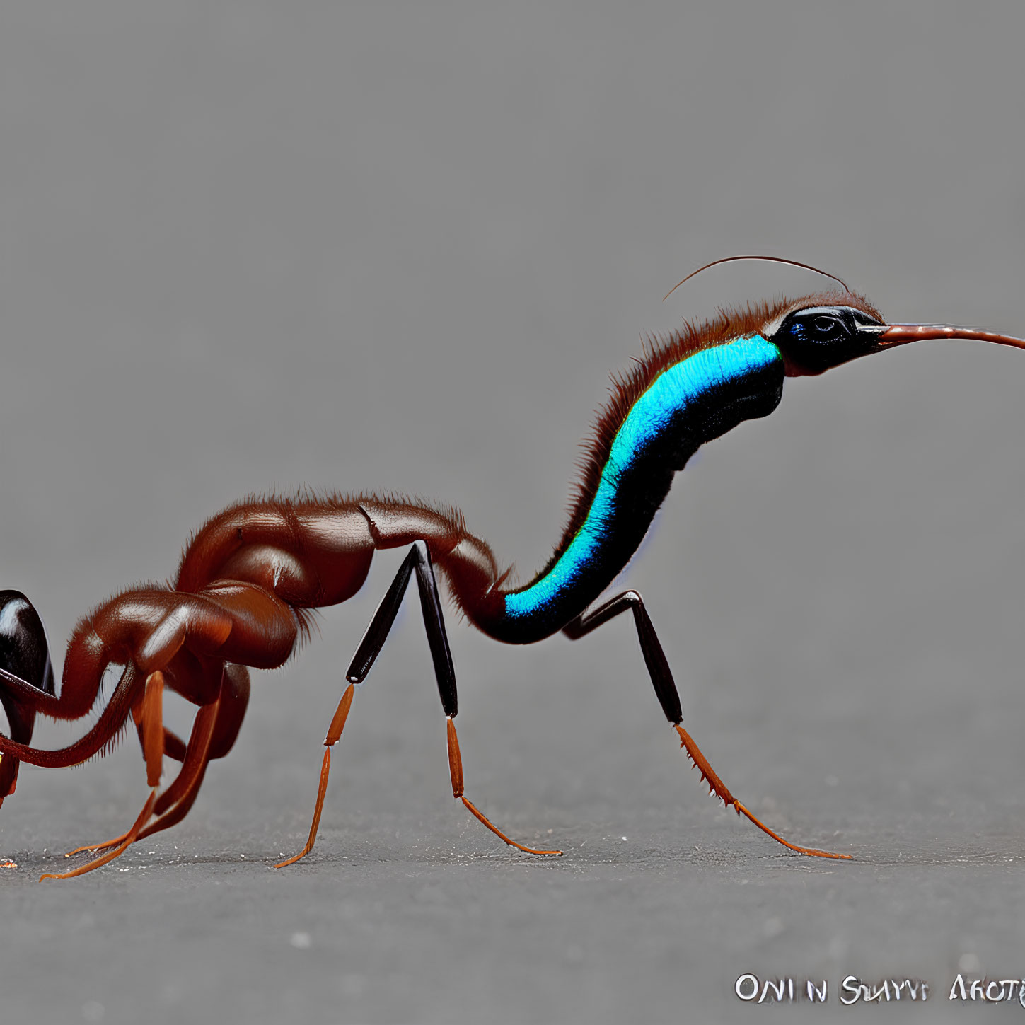 Vibrant Blue and Orange Marked Ant Close-Up on Grey Background