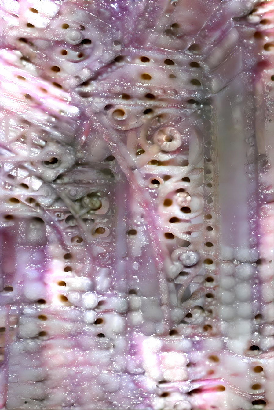 architectural detail - pink, white, sea creature