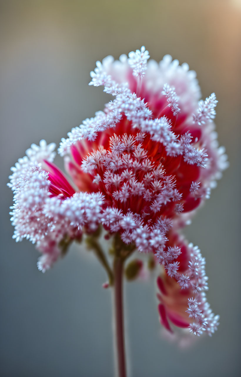 Red flower with white frost crystals in close-up view