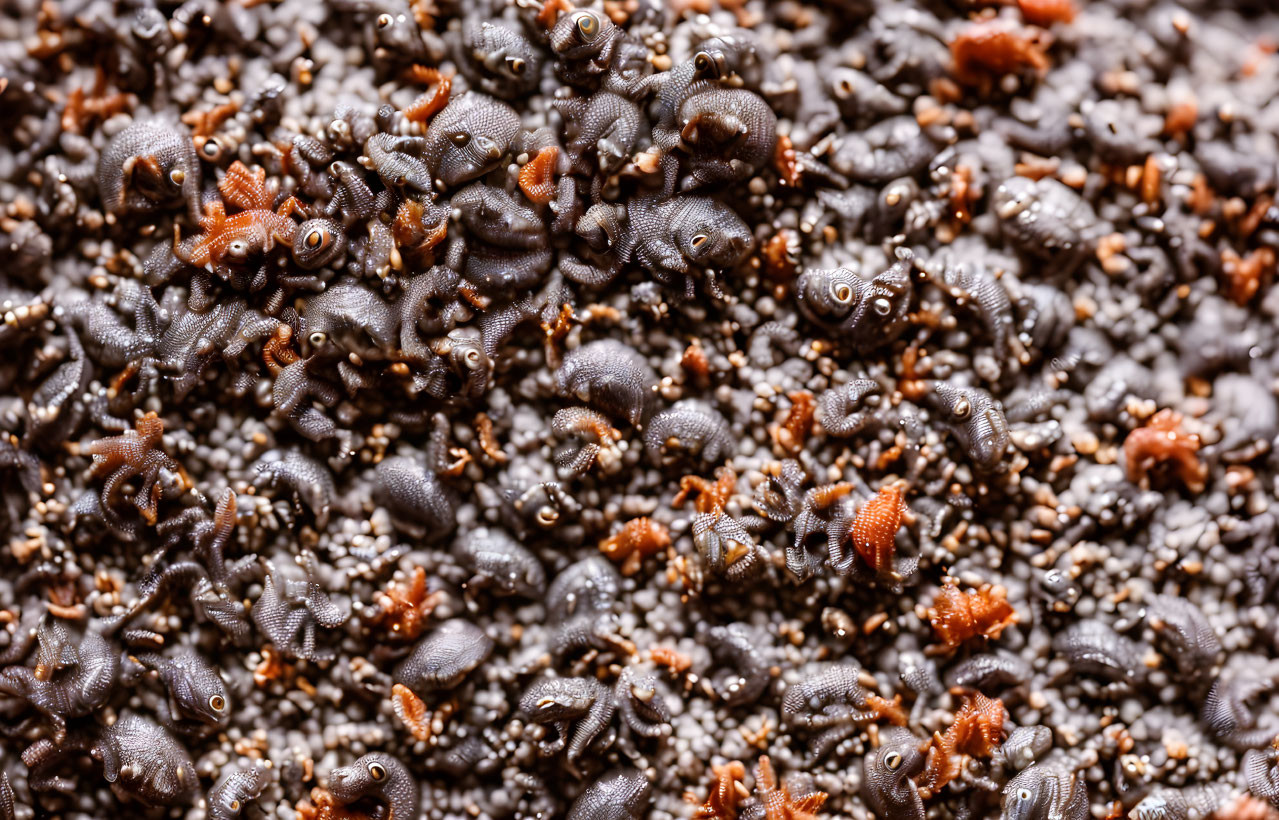 Dark sea creatures with spiral shells and orange appendages in close-up view