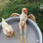 Chickens in hot tub surrounded by lush garden and waterfalls