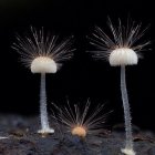 Vibrant bioluminescent mushrooms on dark background