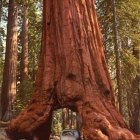 Giant redwood tree with tunnel in sunlit forest and staircase adjacent