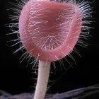 Fantastical glowing pink creature with luminous tendrils and bubbles on dark surface.