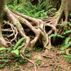 Moss-covered trees in a mystical forest setting