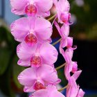 Vibrant pink-purple flowers with water droplets on petals in dark green foliage