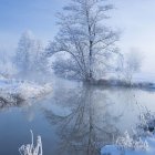 Snow-covered pine tree in serene frosty landscape