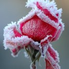 Red flower with white frost crystals in close-up view