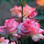 Pink Flowers with Iridescent Bubbles and Green Foliage