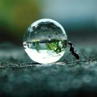 Crystal ball on textured surface reflecting serene landscape with trees and surreal cacti backdrop.