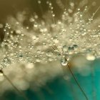 Macro photography of colorful dewdrops with bokeh effect