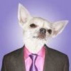 Stylized Chihuahua in Tuxedo Among Blue Flowers on Watercolor Background