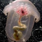 Luminous jellyfish with long tentacles in vivid underwater scene