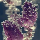 Colorful Sea Anemones in Orange, Yellow, and Purple Amid Underwater Bubbles