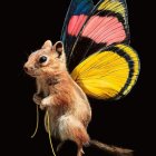 Colorful guinea pig creature with butterfly wings and flowers on dark background