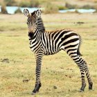 Colorful Zebra with Vibrant Mane in Savannah with Diverse Wildlife