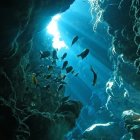 Colorful Coral and Marine Life in Sunlit Underwater Scene