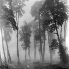 Whimsical forest with twisted trees and purple foliage