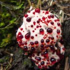 Person sitting on tree branch observes creatures climbing rock face with glowing red orbs in forest