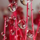 Colorful digital artwork: iridescent bubbles on pink stalks in greenery