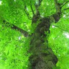 Gnarled tree with vibrant green branches against surreal sky