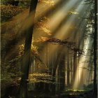 Tranquil forest scene with sunbeams, babbling brook, green shrubs, and