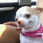 White Chihuahua with pink collar being petted in a car