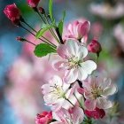 Vibrant white and pink flowers in impressionistic style