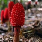 Colorful liquid droplets frozen around red tree-like structure